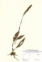 藏品(蘭科)的圖片